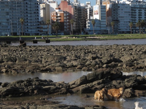 Cães aproveitam o verão em Montevidéu. Ao fundo, calçadão que passa por toda a orla da cidade.